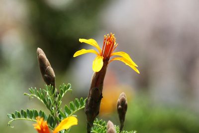 Mutisia acuminata, photographed by capacoscar