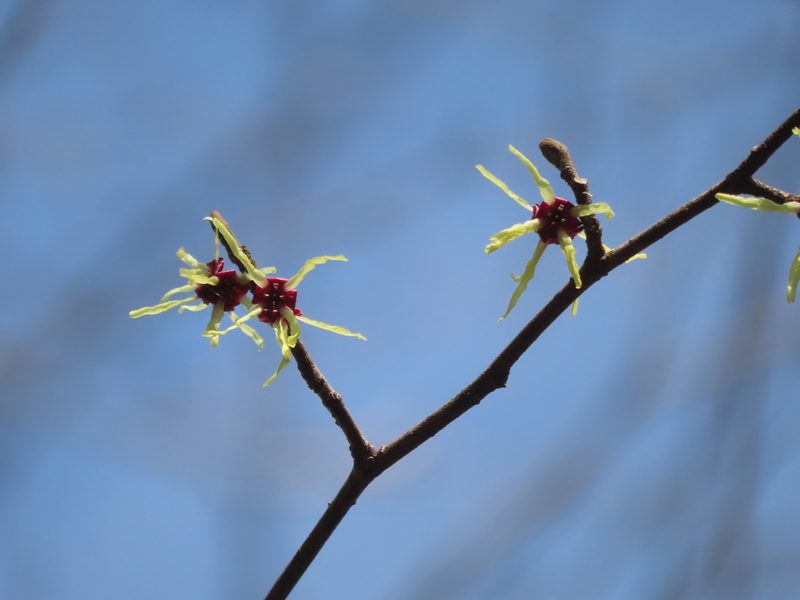 Hamamelis japonica, photographed by Timur Kalininsky