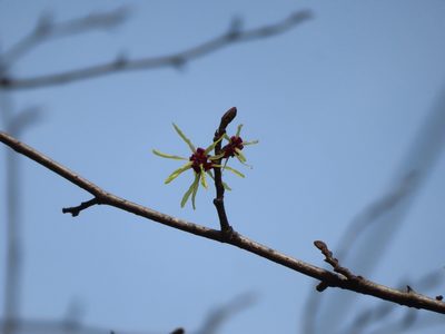 Hamamelis japonica, photographed by Timur Kalininsky