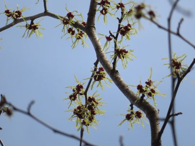 Hamamelis japonica, photographed by Timur Kalininsky