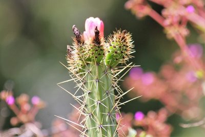 Corryocactus erectus, photographed by capacoscar