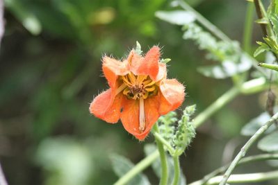 Caiophora carduifolia, photographed by capacoscar