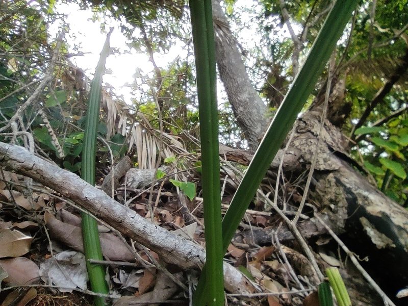Dracaena canaliculata, photographed by Augustin Soulard