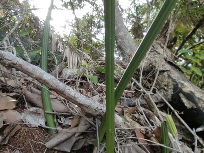 Dracaena canaliculata, photographed by Augustin Soulard