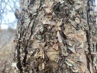 Betula nigra, photographed by Brett Ortler