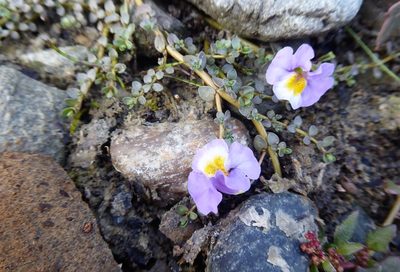 Thyridia repens, photographed by Aalbert Rebergen