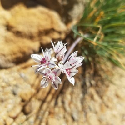 Allium haematochiton, photographed by James C. Davis