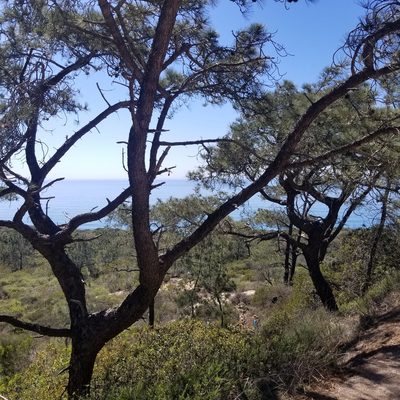 Pinus torreyana, photographed by James C. Davis