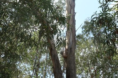 Eucalyptus moluccana, photographed by Greg Tasney