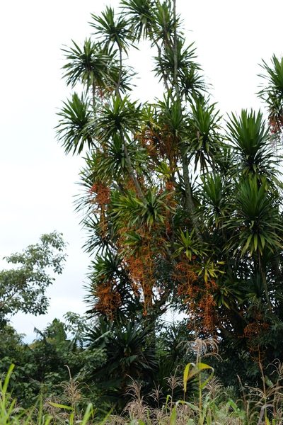 Dracaena arborea, photographed by Dominik Maximilián Ramík