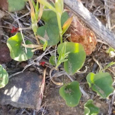 Dichondra occidentalis, photographed by James C. Davis
