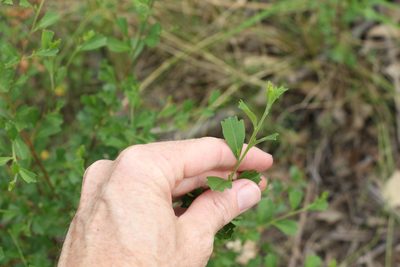 Dodonaea triangularis, photographed by Greg Tasney