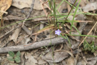 Evolvulus alsinoides, photographed by Greg Tasney