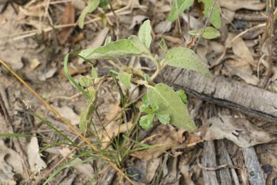 Solanum nemophilum, photographed by Greg Tasney