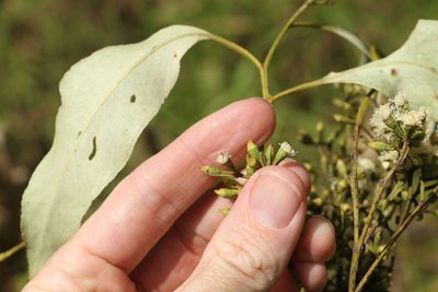Eucalyptus moluccana, photographed by Greg Tasney
