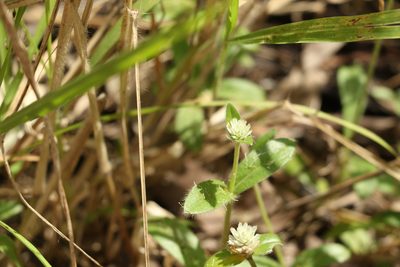 Gomphrena celosioides, photographed by Greg Tasney