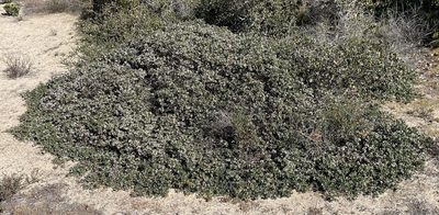 Arctostaphylos pumila, photographed by Henrik Kibak