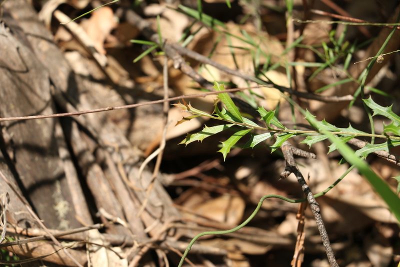 Alectryon diversifolius, photographed by Greg Tasney
