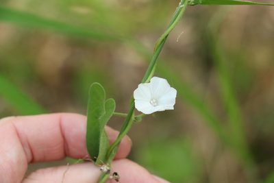 Ipomoea biflora, photographed by Greg Tasney