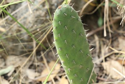 Opuntia tomentosa, photographed by Greg Tasney