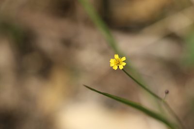 Glossocardia bidens, photographed by Greg Tasney