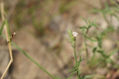 Justicia adscendens, photographed by Greg Tasney