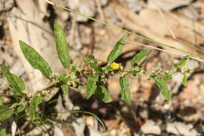 Sida hackettiana, photographed by Greg Tasney