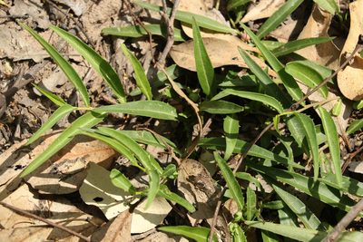 Eremophila debilis, photographed by Greg Tasney