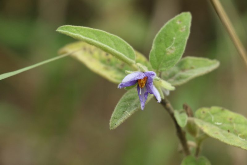 Solanum nemophilum, photographed by Greg Tasney
