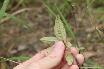 Solanum nemophilum, photographed by Greg Tasney