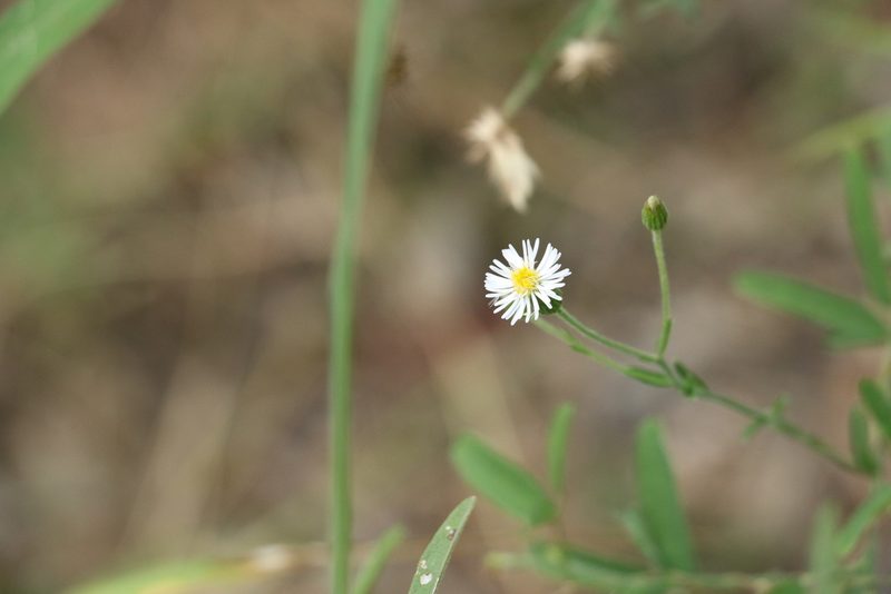 Vittadinia sulcata, photographed by Greg Tasney