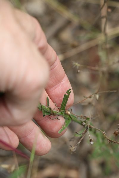 Vittadinia sulcata, photographed by Greg Tasney