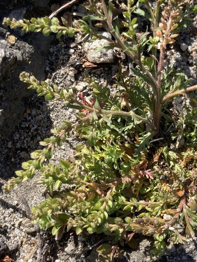 Lepidium strictum, photographed by Adam J. Searcy