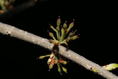 Forestiera pubescens, photographed by Reid Hardin