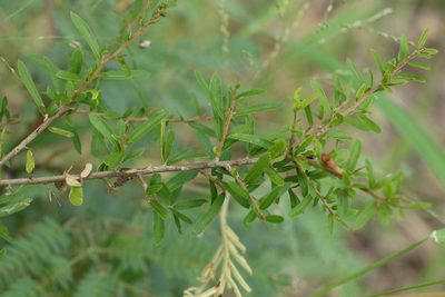 Pittosporum viscidum, photographed by Greg Tasney