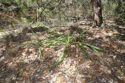 Yucca rupicola, photographed by Reid Hardin