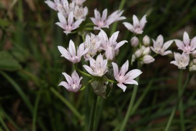 Allium drummondii, photographed by Reid Hardin
