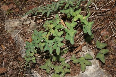 Pellaea ovata, photographed by Reid Hardin