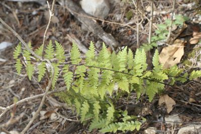 Myriopteris alabamensis, photographed by Reid Hardin