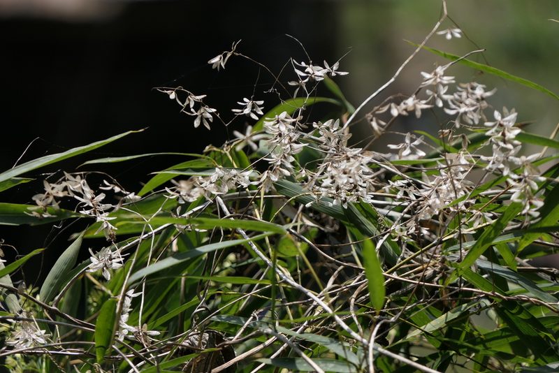 Poranopsis paniculata, photographed by Dinesh Valke