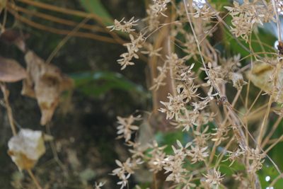 Poranopsis paniculata, photographed by Dinesh Valke