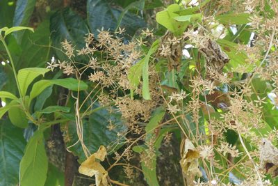 Poranopsis paniculata, photographed by Dinesh Valke