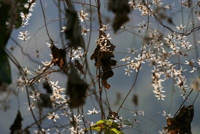 Poranopsis paniculata, photographed by Dinesh Valke