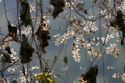 Poranopsis paniculata, photographed by Dinesh Valke