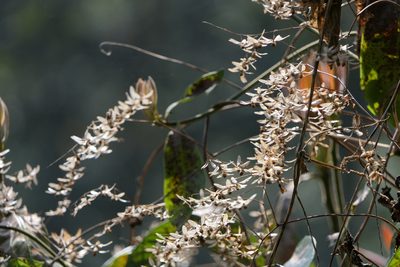 Poranopsis paniculata, photographed by Dinesh Valke