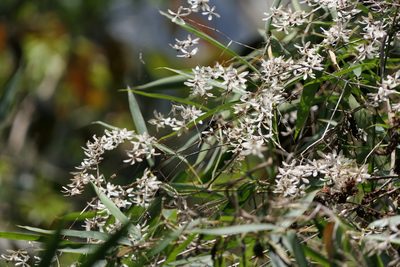 Poranopsis paniculata, photographed by Dinesh Valke
