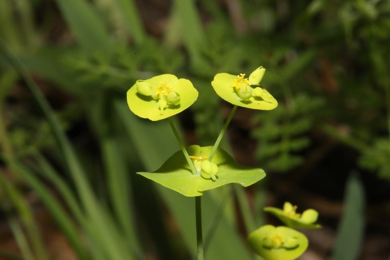 Euphorbia roemeriana, photographed by Reid Hardin