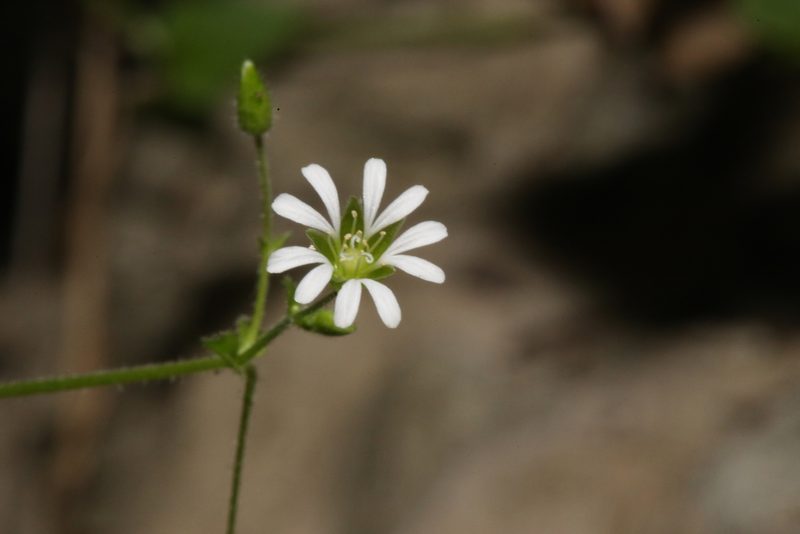 Stellaria cuspidata, photographed by Reid Hardin