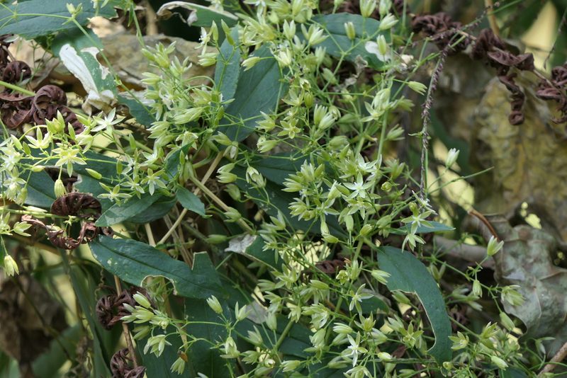 Brachystemma calycinum, photographed by Dinesh Valke
