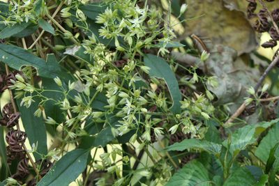 Brachystemma calycinum, photographed by Dinesh Valke